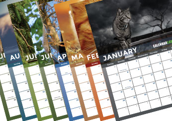 2025 Cat Photo Calendar